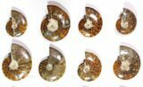 Lot: Polished Whole Ammonite Fossils - Pieces #116580-2
